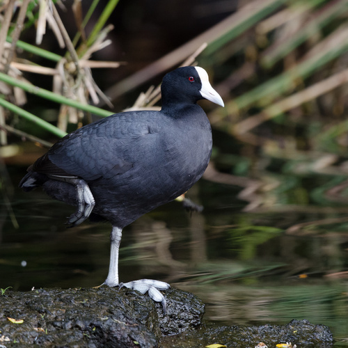 Hawaiian Coot
