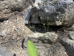 Stellaria umbellata