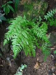 Cyatheaceae