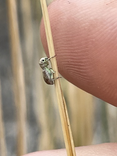 Metallic-green Juniper Weevil