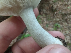 Russula vinacea