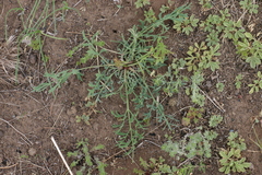 Saposhnikovia divaricata