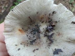 Russula vinacea
