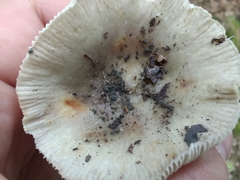 Russula vinacea