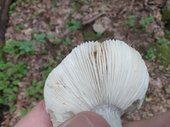Russula vinacea