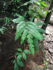 Pteris blumeana