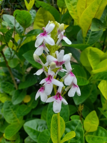 Pseuderanthemum maculatum