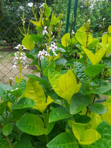 Image of Pseuderanthemum Maculatum (Pseuderanthemum maculatum) by no rights reserved