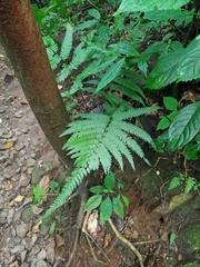 Microlepia strigosa
