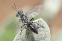 Tachysphex terminatus