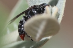 Tachysphex terminatus