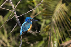Alcedo semitorquata