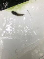 Ambystoma macrodactylum