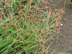 Cyperus rupestris