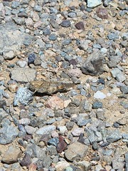 Trimerotropis occidentalis