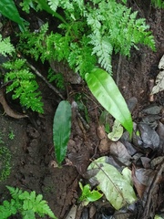 Coniogramme fraxinea