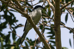 Lalage leucopyga montrosieri
