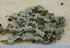 Parmelia pseudosulcata