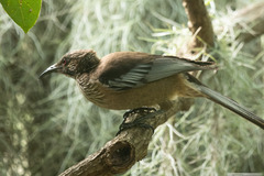 Philemon diemenensis