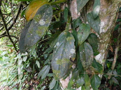 Scindapsus hederaceus