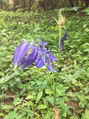 Aquilegia alpina