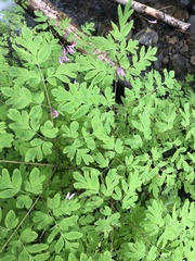 Corydalis scouleri