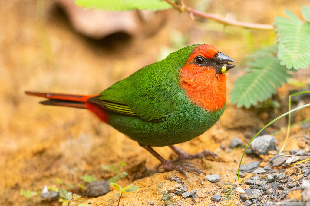 Red-throated Parrotfinch photo