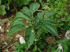 Amorphophallus paeoniifolius