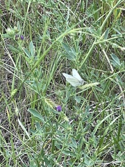 Pieris rapae