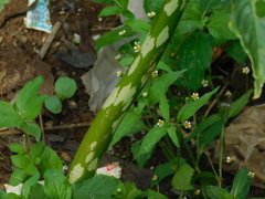 Amorphophallus paeoniifolius