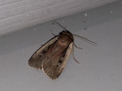 Ochropleura implecta