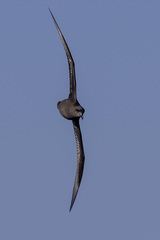 Pterodroma macroptera