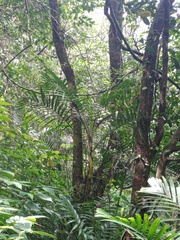 Pinanga coronata