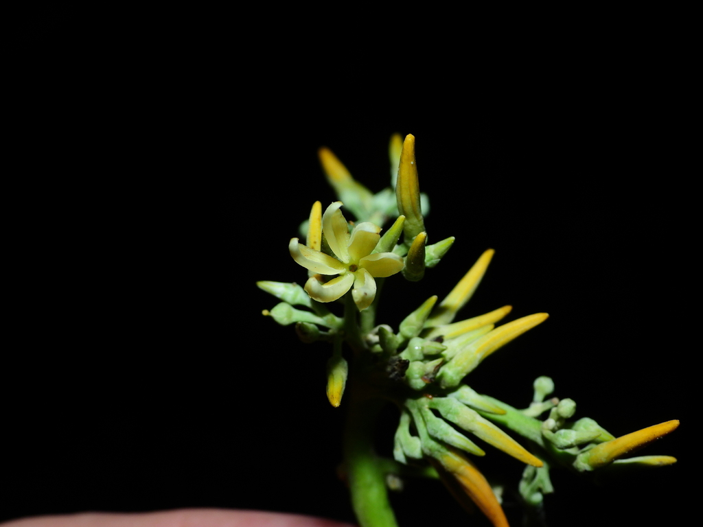 Macoubea