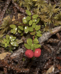 Gaultheria antarctica