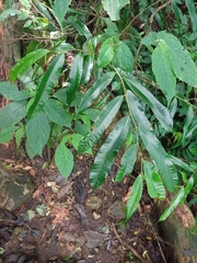Ficus sinuata