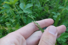 Dichanthelium xanthophysum