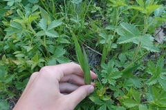 Dichanthelium xanthophysum