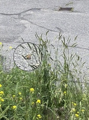 Coenonympha california