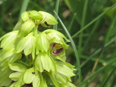 Orthochilus foliosus