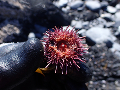 Strongylocentrotidae