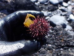 Strongylocentrotidae