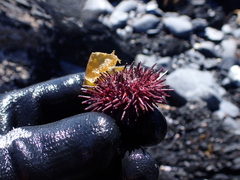 Strongylocentrotidae