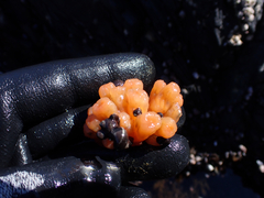 Aplidium coei