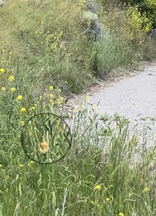 Coenonympha california