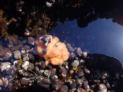 Aplidium coei