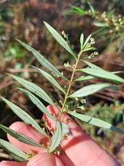 Logania albiflora