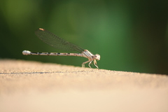 Argia vivida