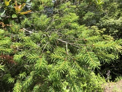 Pseudotsuga wilsoniana