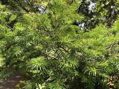 Pseudotsuga wilsoniana